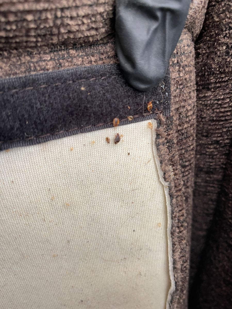 Bed Bugs for All-In Pest Control & Home Solutions in Greene County, IN