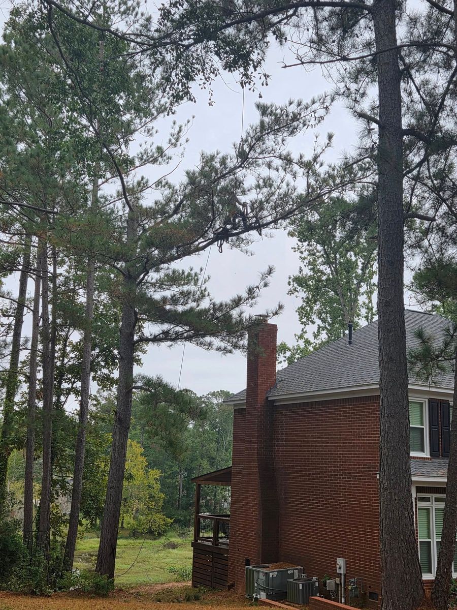 Tree Removal for Trees Unlimited of the CSRA in Augusta, GA