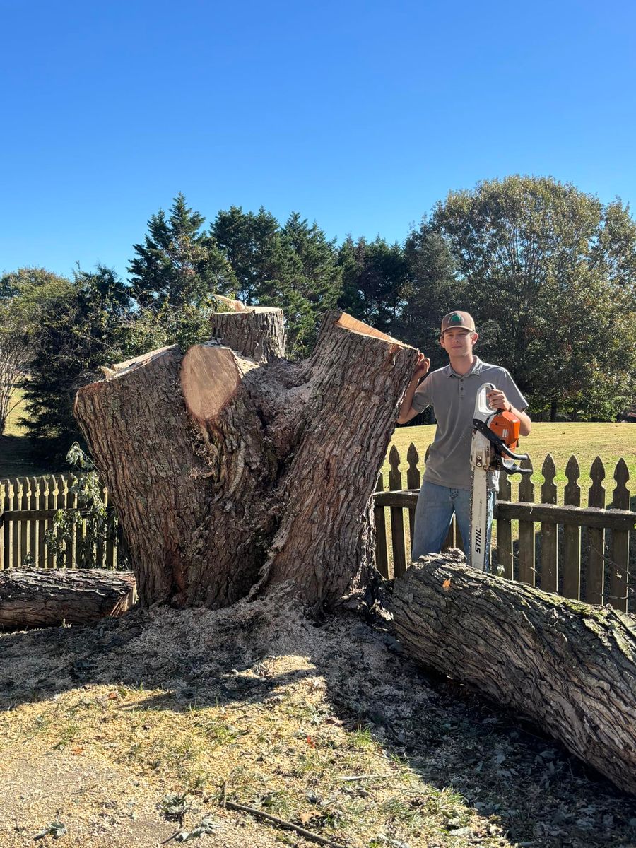 Tree Removal for SEALY TREE and LAWN in Cleveland, TN