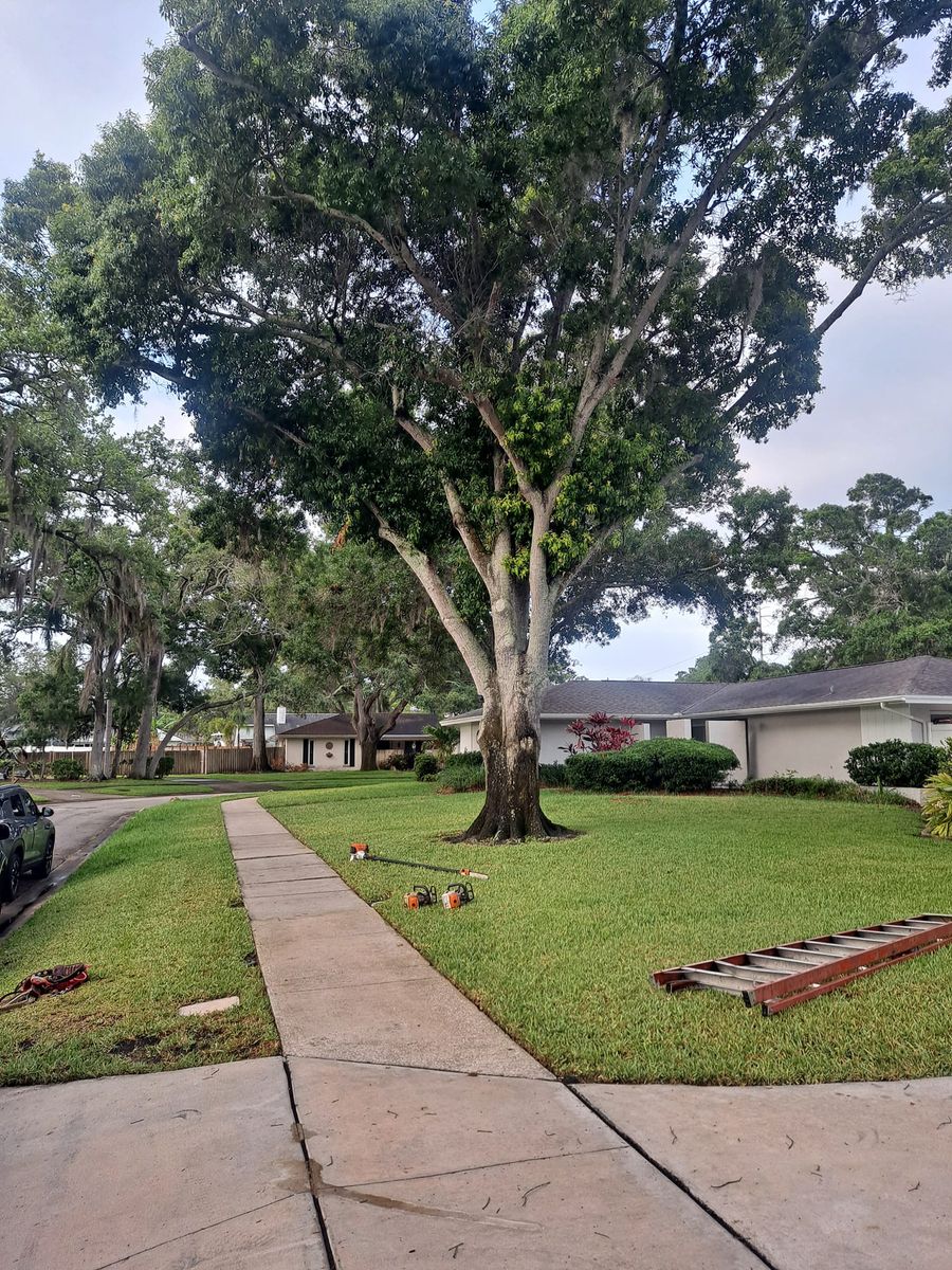 Tree Trimming for Sanchez Tree Service in Largo, FL