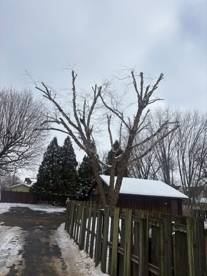 Tree Trimming for Dig-It Tree Company in Mason, OH