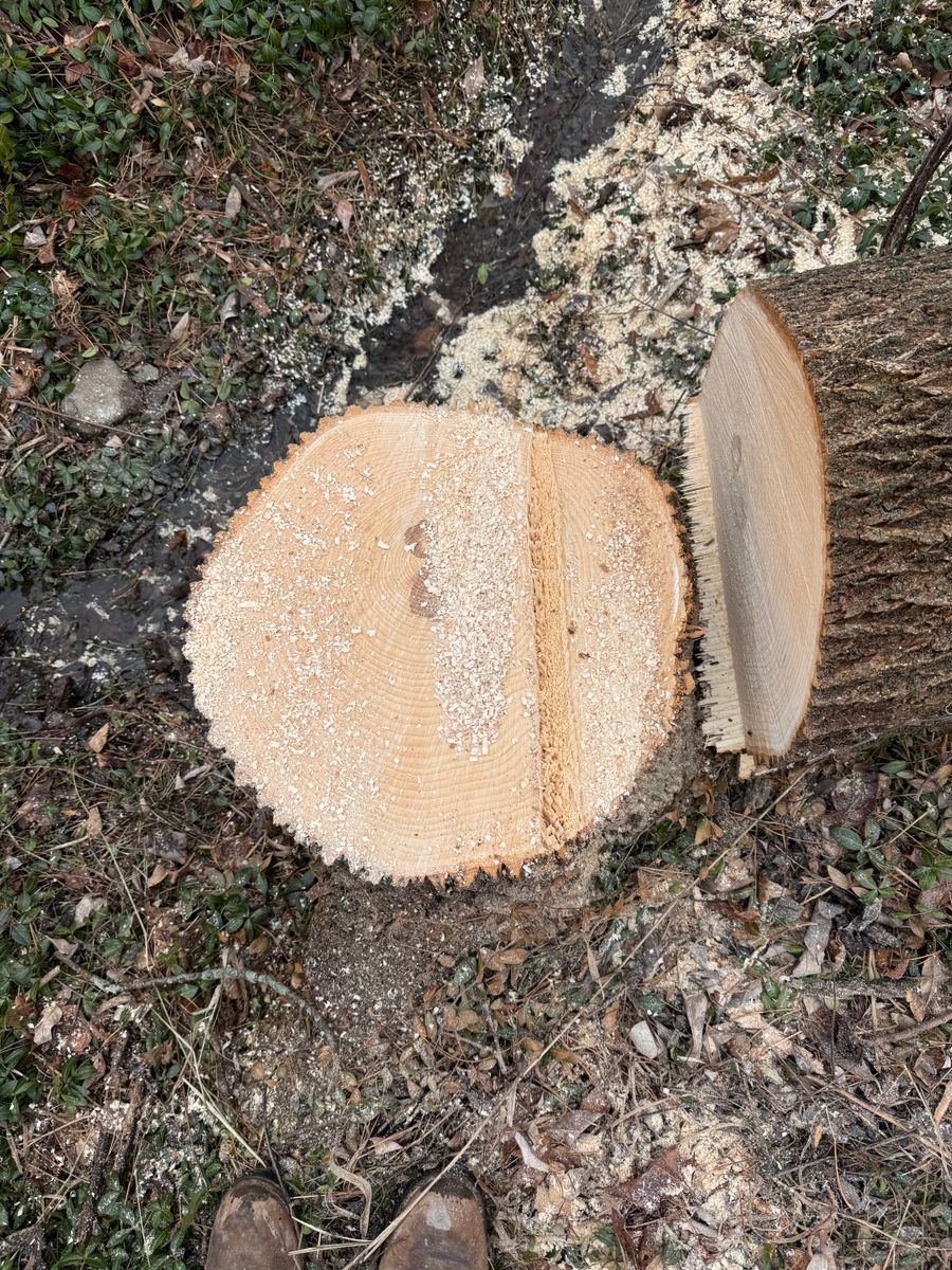 Tree Removal for Sterlings Tree Removal in Cobleskill, New York