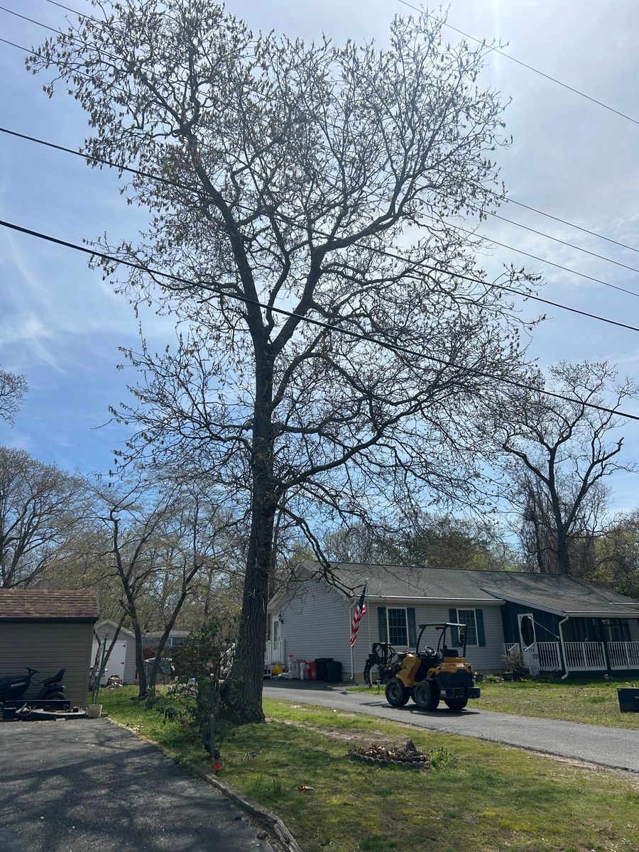Tree Trimming for Hingewood Tree Service in Salem, NJ