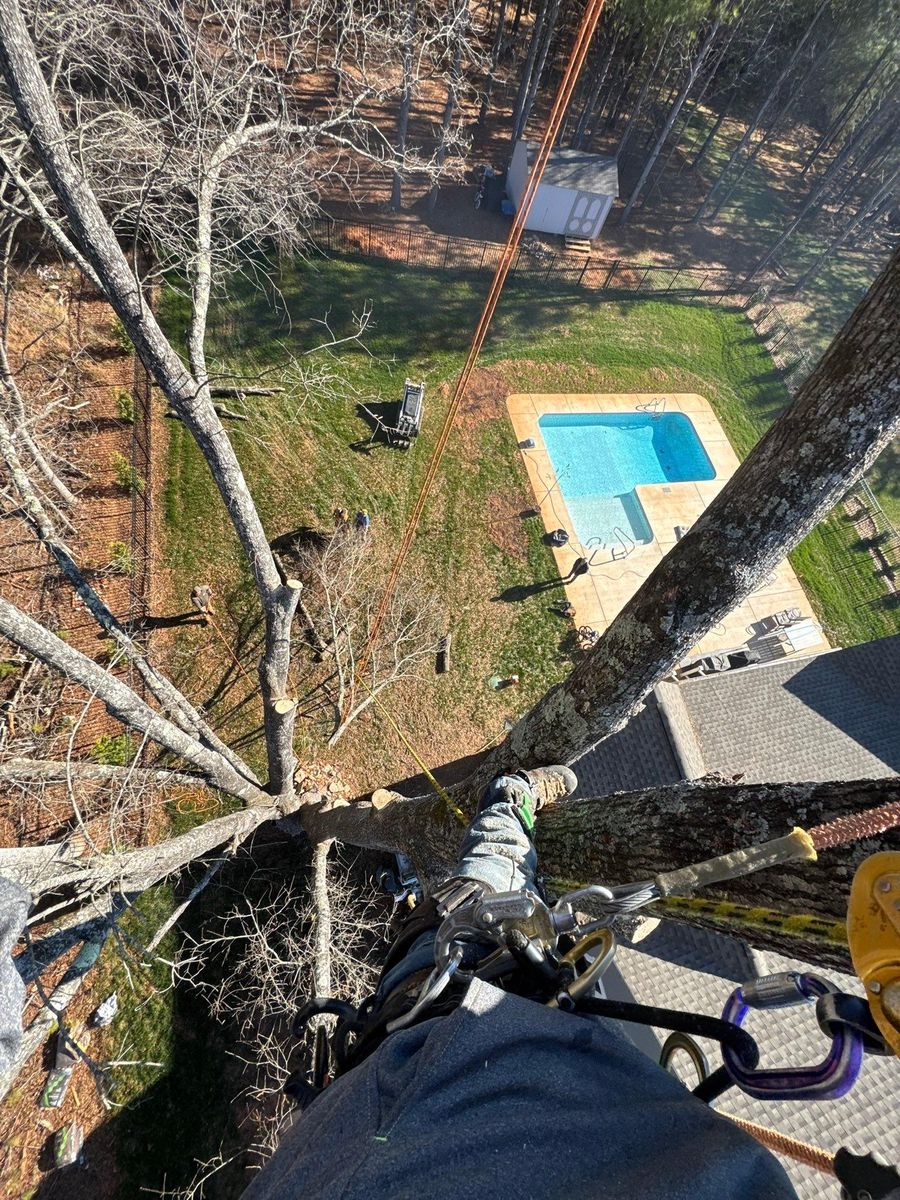 Tree Removal for Pedro's Tree Removal in Charlotte, NC