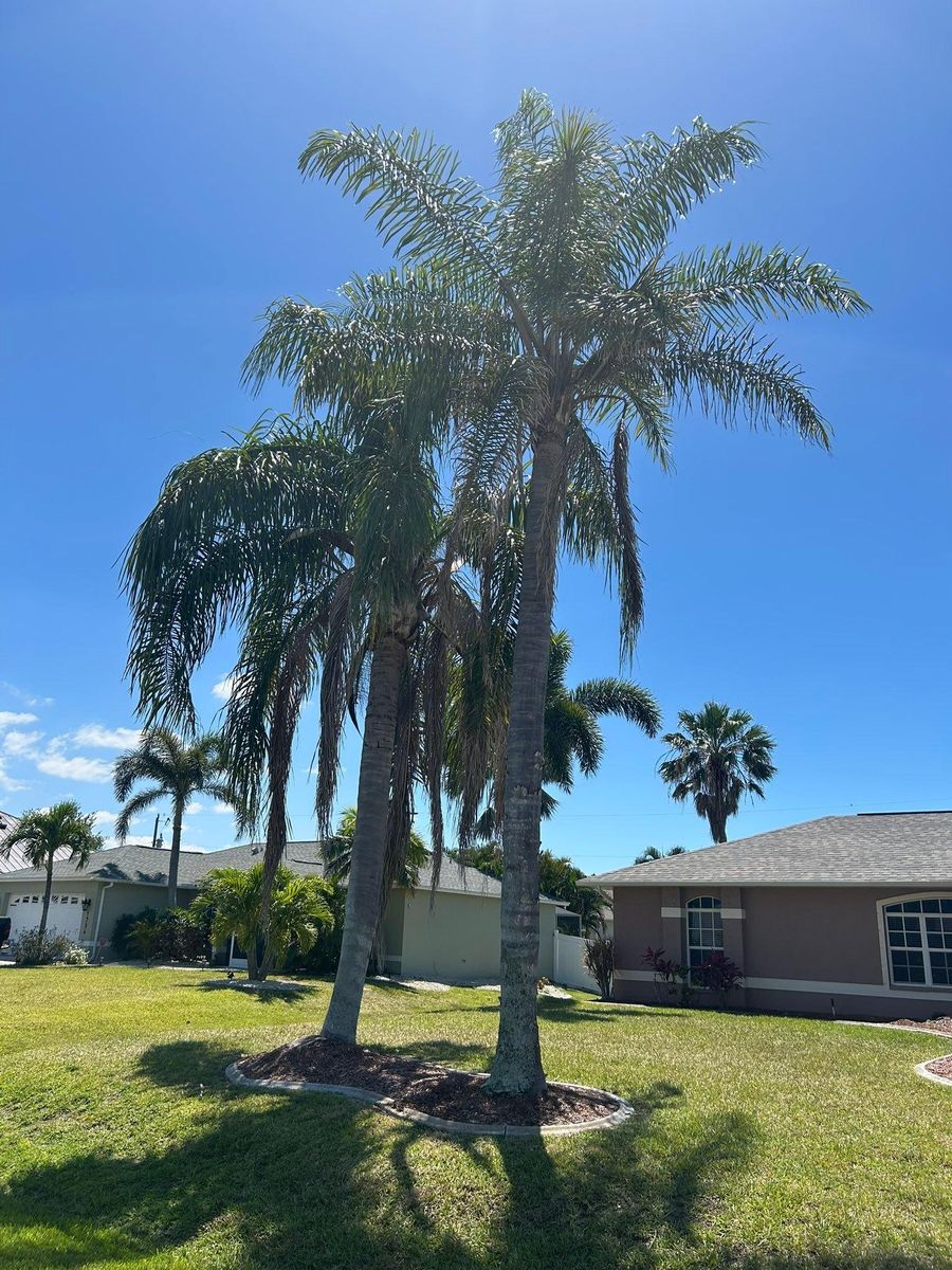 Tree Removal for Advanced Landscaping Solutions LLC in Fort Myers, FL