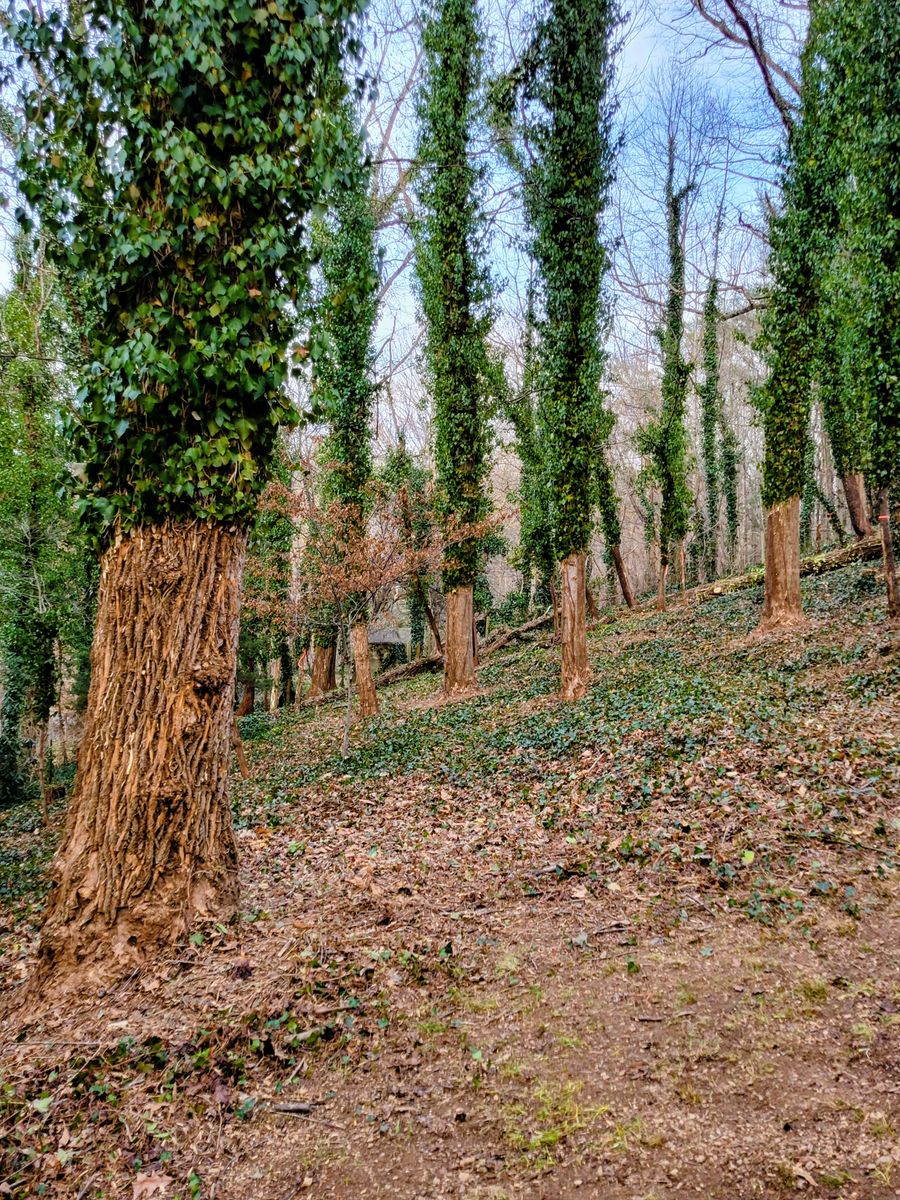 Clean ups and invasive plant management for C4 TrueVision Renovations in Asheville, NC