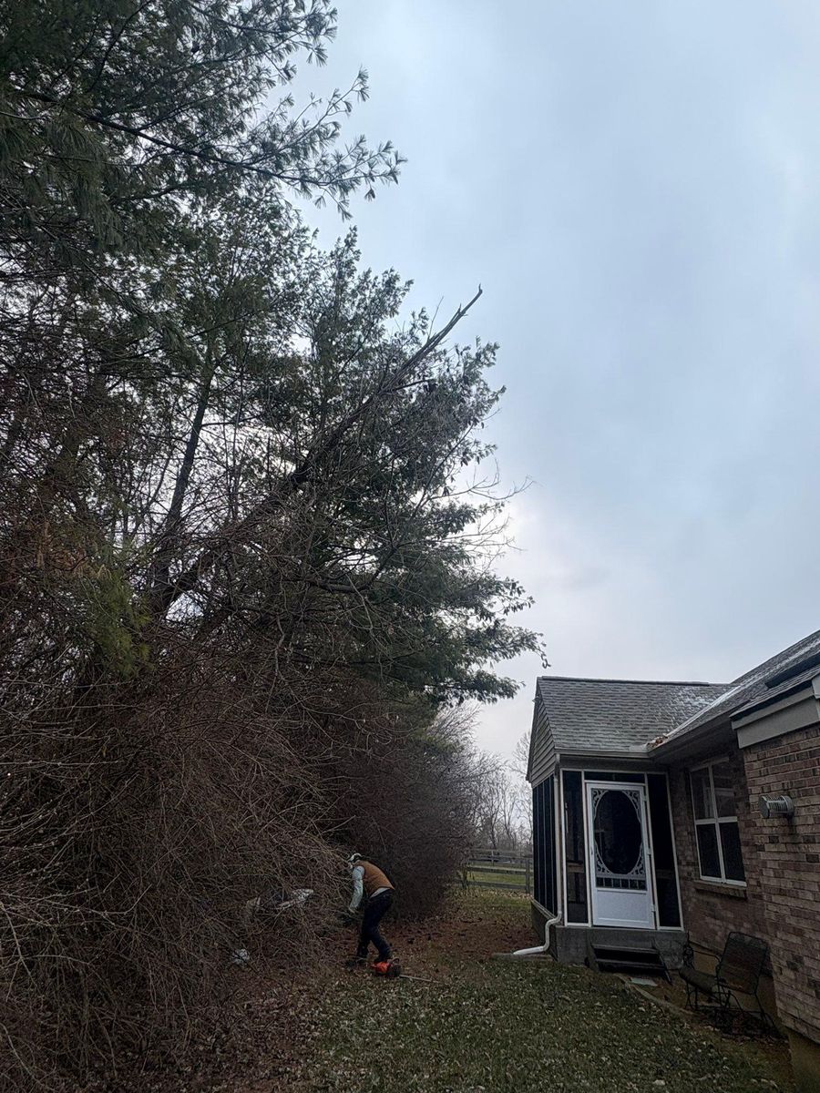 Tree Trimming for Dig-It Tree Company in Mason, OH