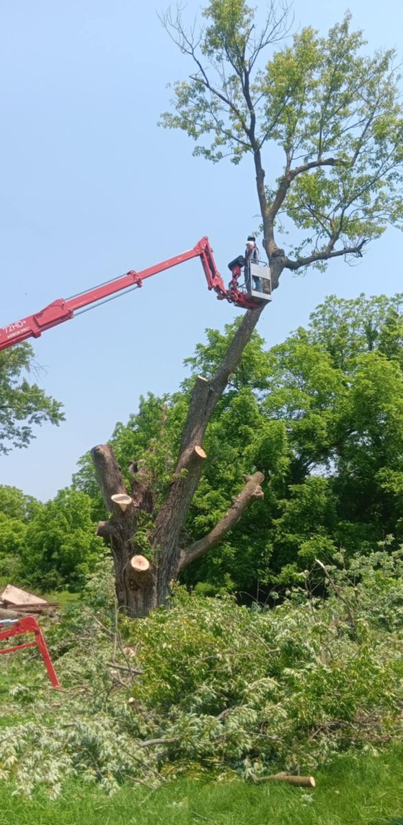 Tree Trimming for Lawn Ranger Yard And Tree Service LLC in Ottumwa, IA