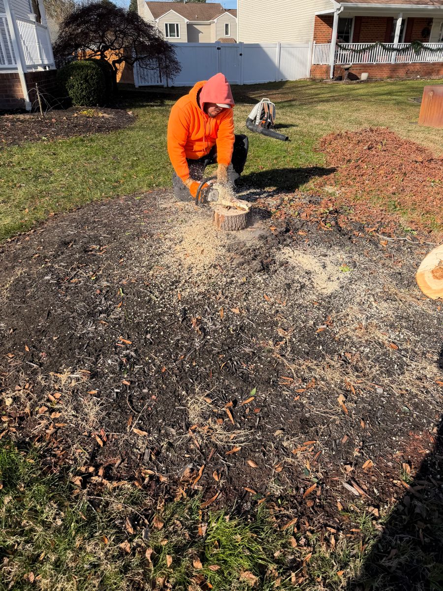 Tree Removal for Tidewater Tree Service in Chesapeake, VA