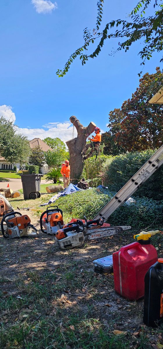 Tree Trimming for Servin's Tree Care  in Houston, TX