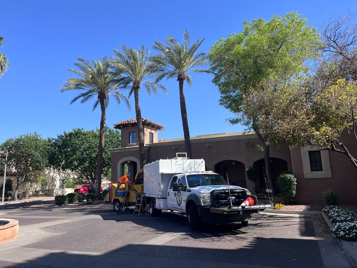 Palms Trimming for AZ Tree & Hardscape Co in Surprise, AZ