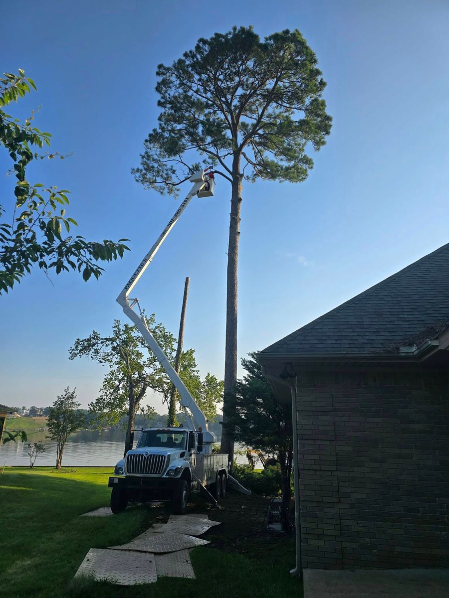 Tree Trimming for Paquette's Tree Service in Malvern, AR