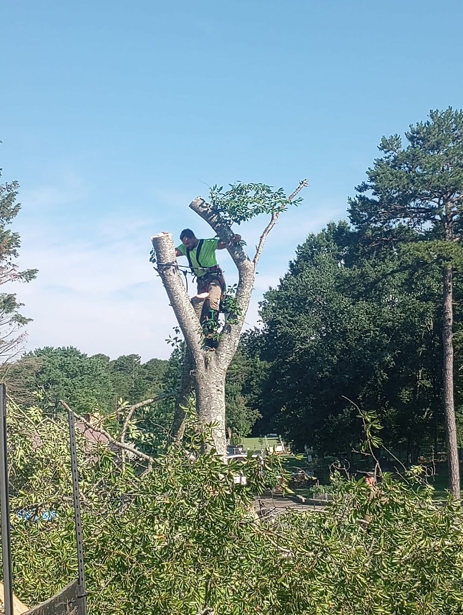 Tree Removal for Backwoods Tree Experts in Hickory, NC