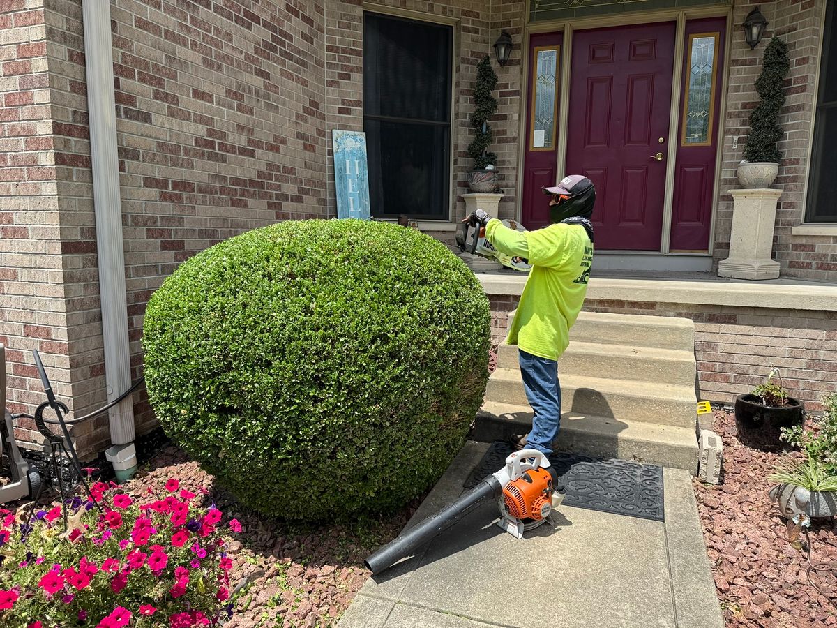 Shrub Trimming for Manny's Cleaning,Lawn Care & Snow Removal Services in Champaign, IL