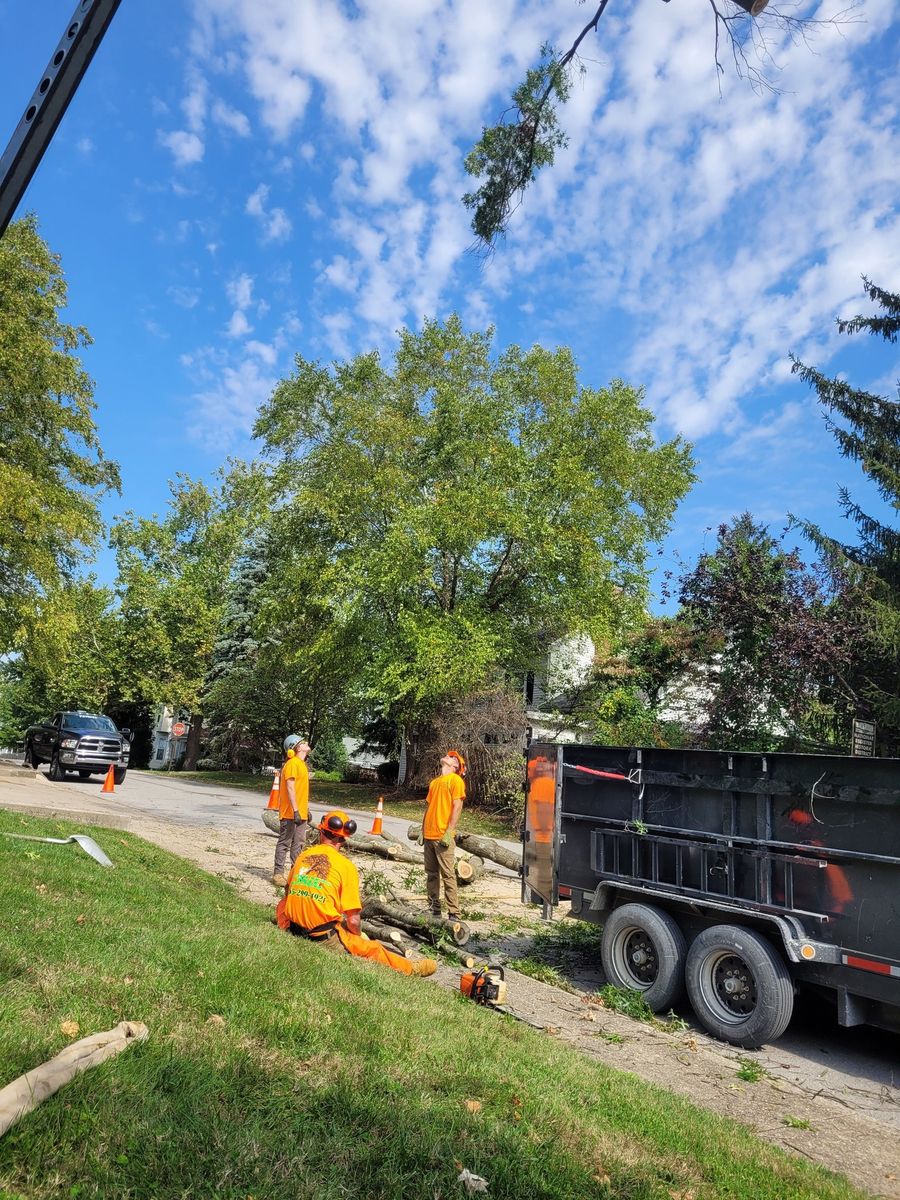 Tree Trimming for Advanced Tree Solutions in Rockville, IN