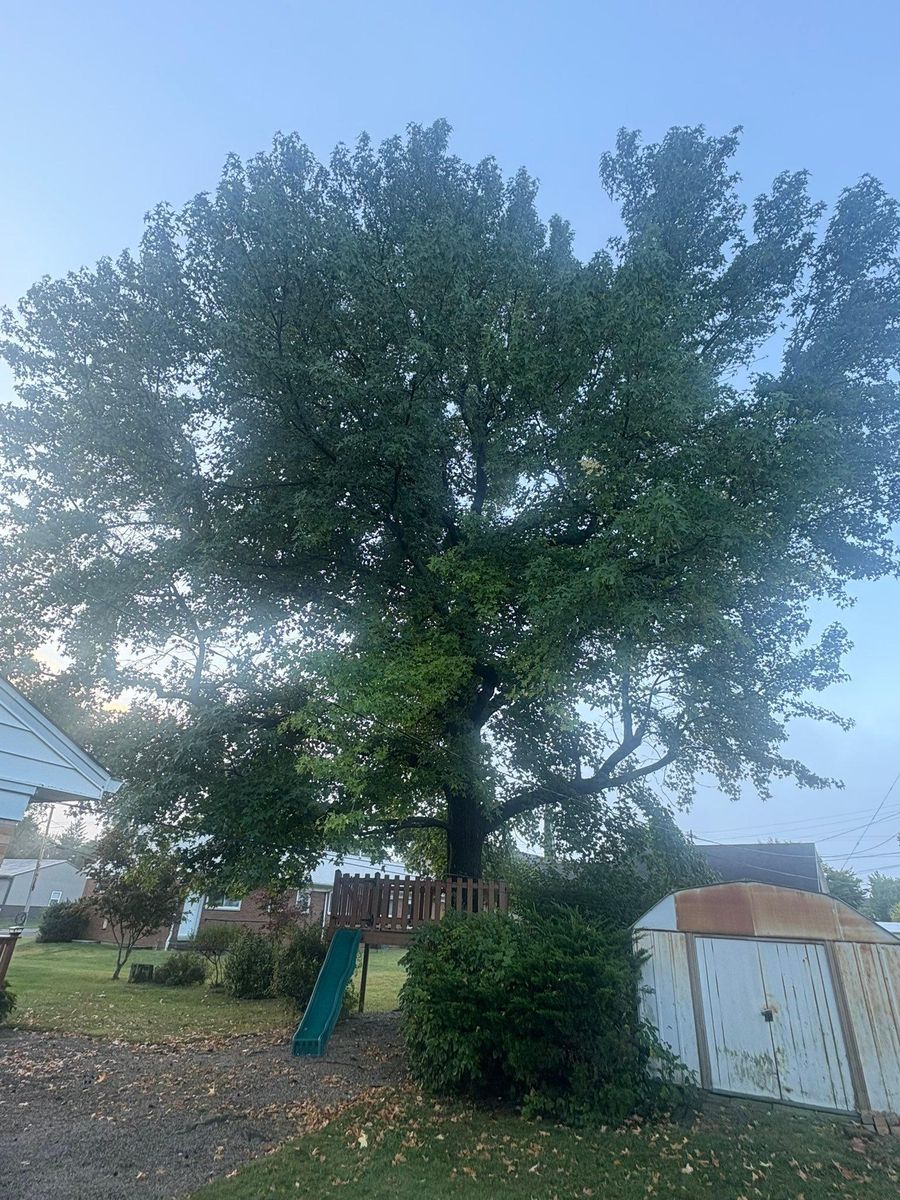 Tree Trimming for Dig-It Tree Company in Mason, OH