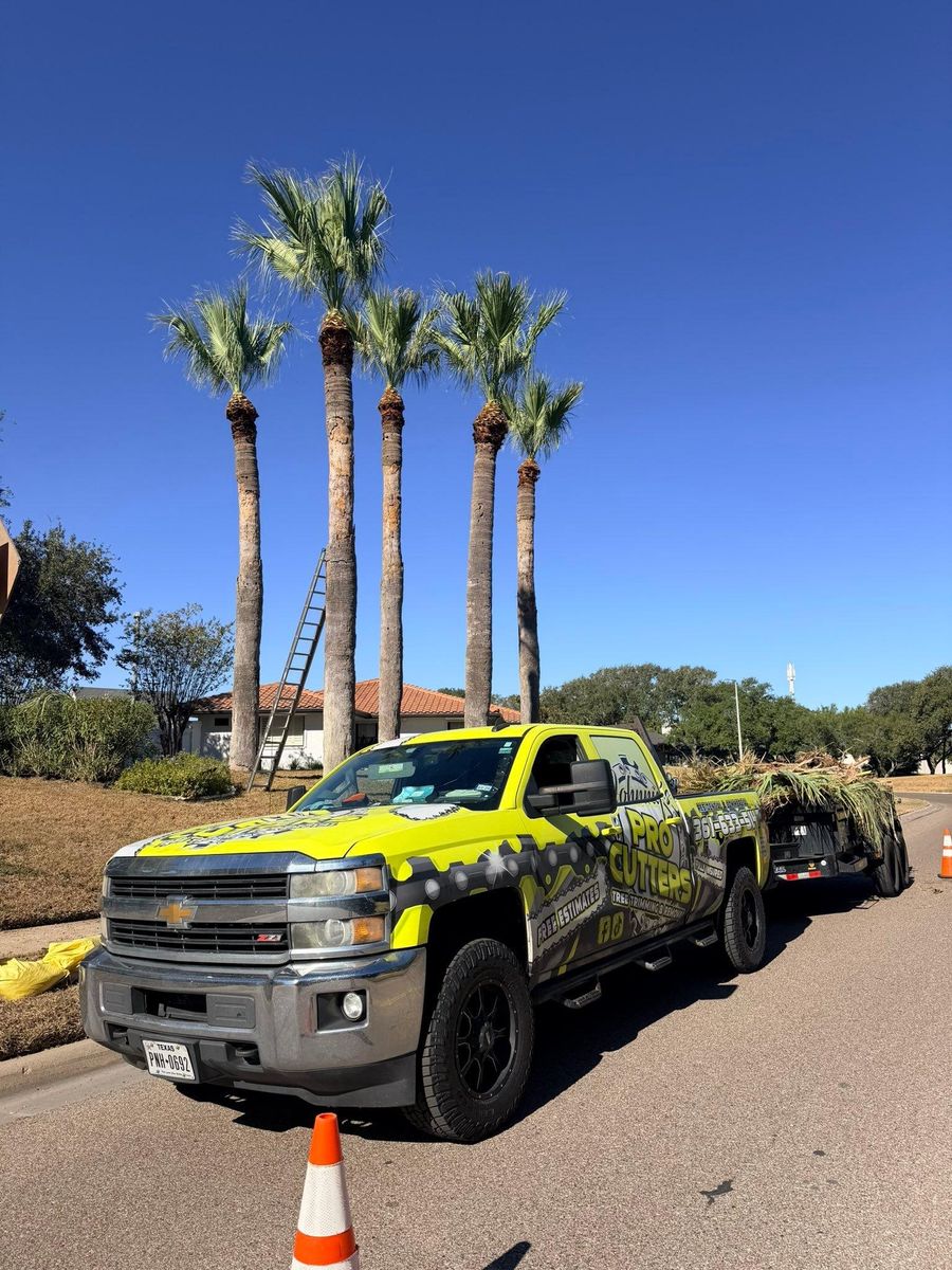 Tree Trimming for Johnnys Pro Cutters in Corpus Christi, TX