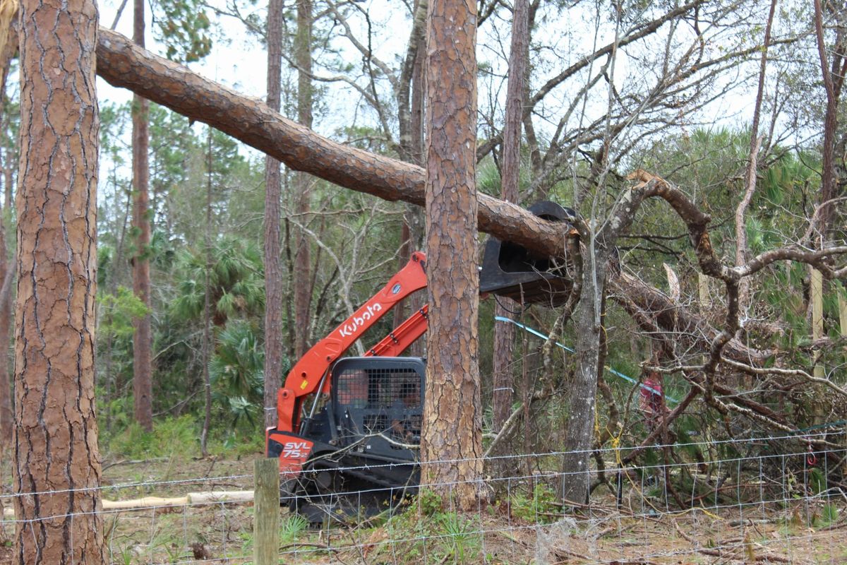 Emergency Tree Services for American Tree Masters in Alvin, TX