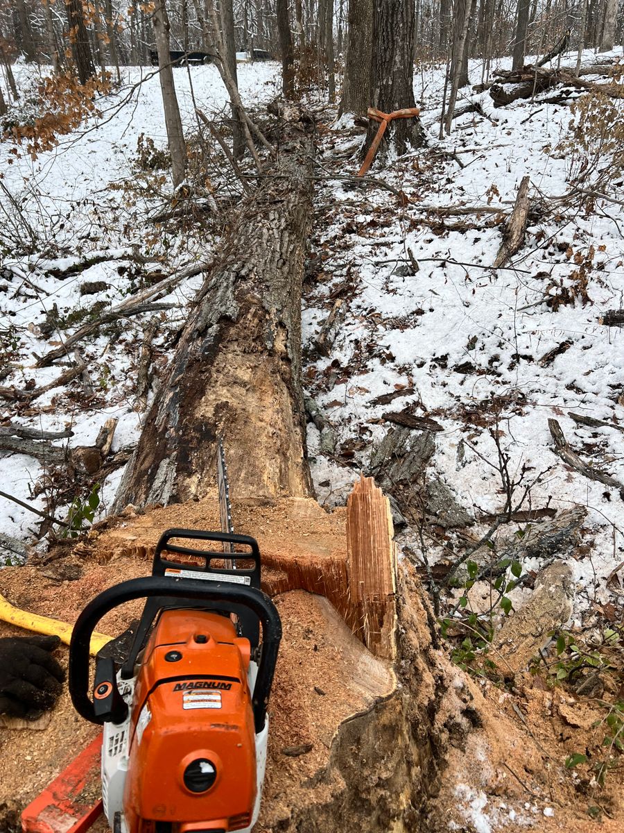 Tree Removal for Kadin’s Tree Service in North Vernon, IN