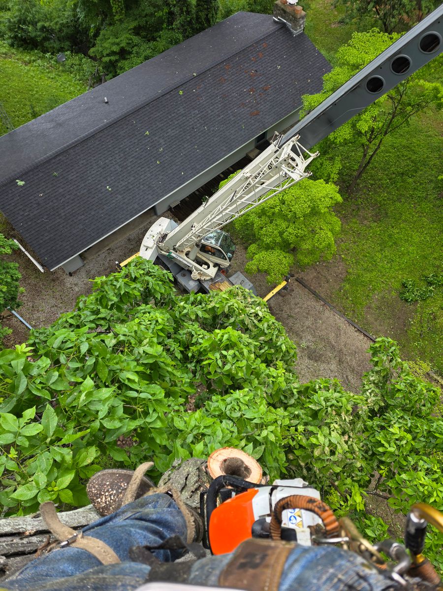 Zero Impact Approach for Advanced Tree Solutions in Rockville, IN