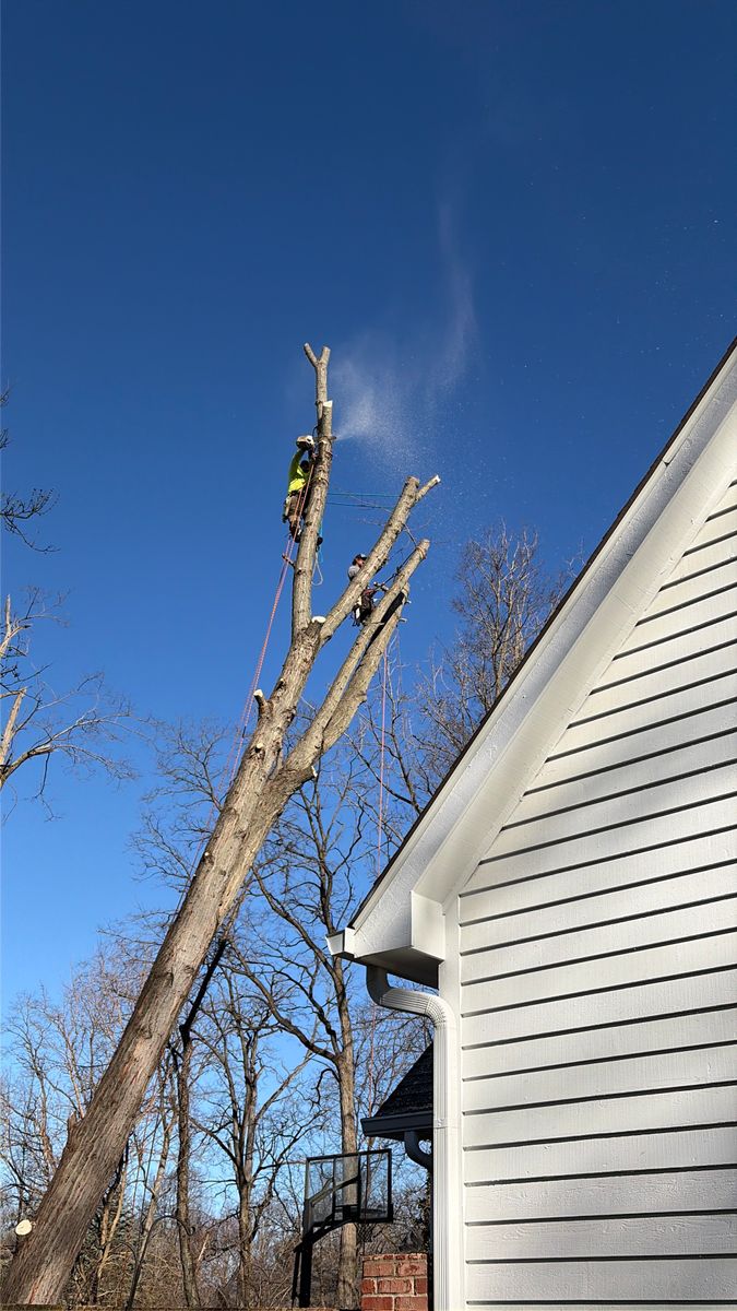 Tree Removal for Village Tree Service  in Whitestown, IN