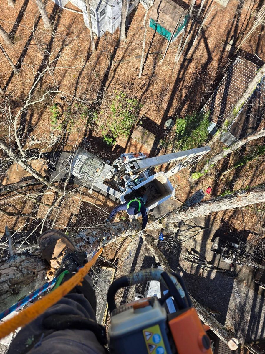 Land Clearing & Demolition for Bobcat Bob in Clermont, GA