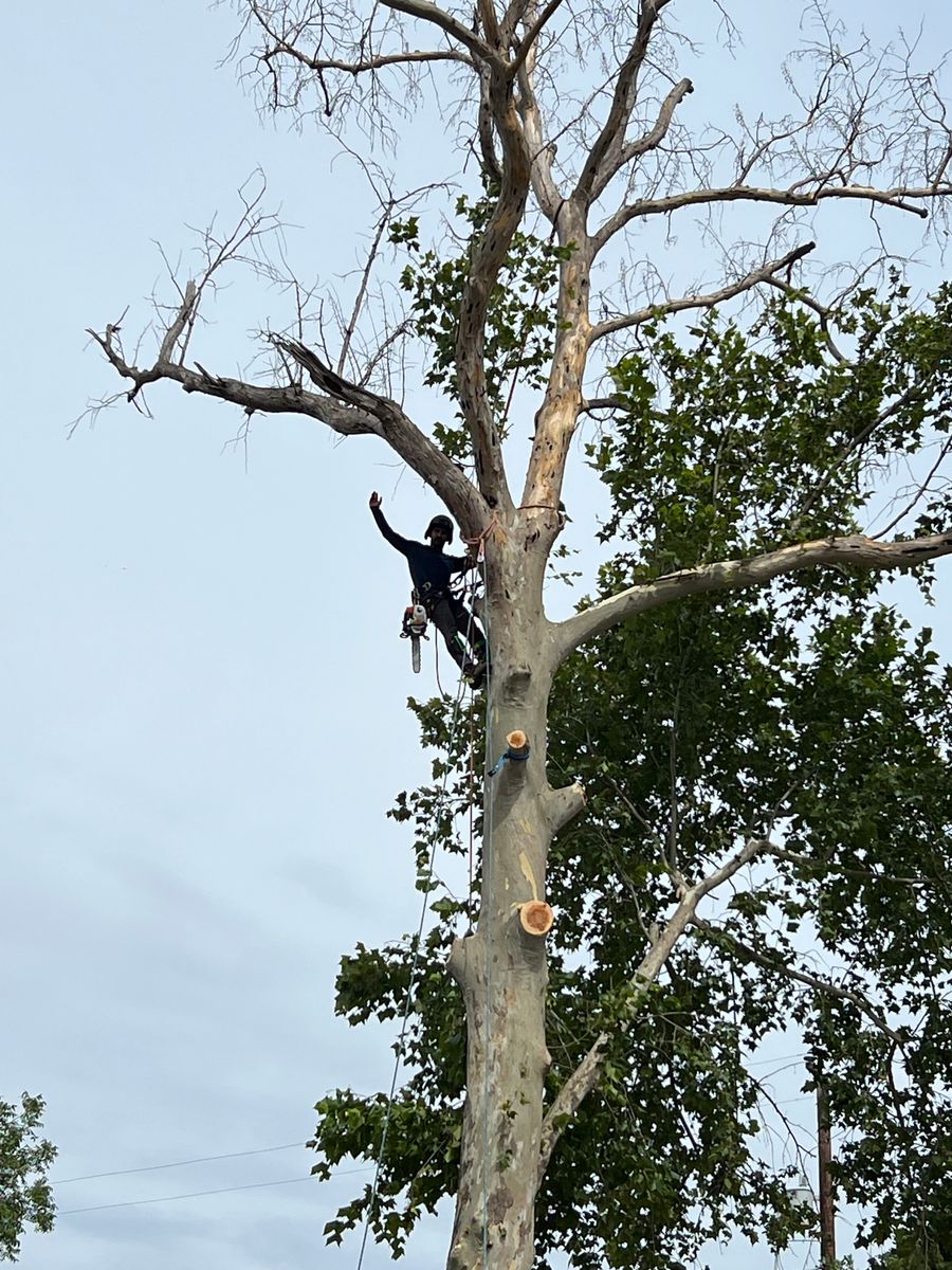 Tree Removal for Z’s Trees LLC in Grey Forest, TX