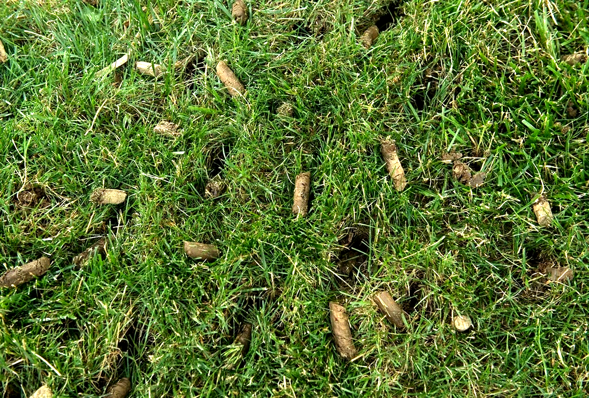 Aeration & Seeding for Green Pro Lawn Care in Greensboro, NC