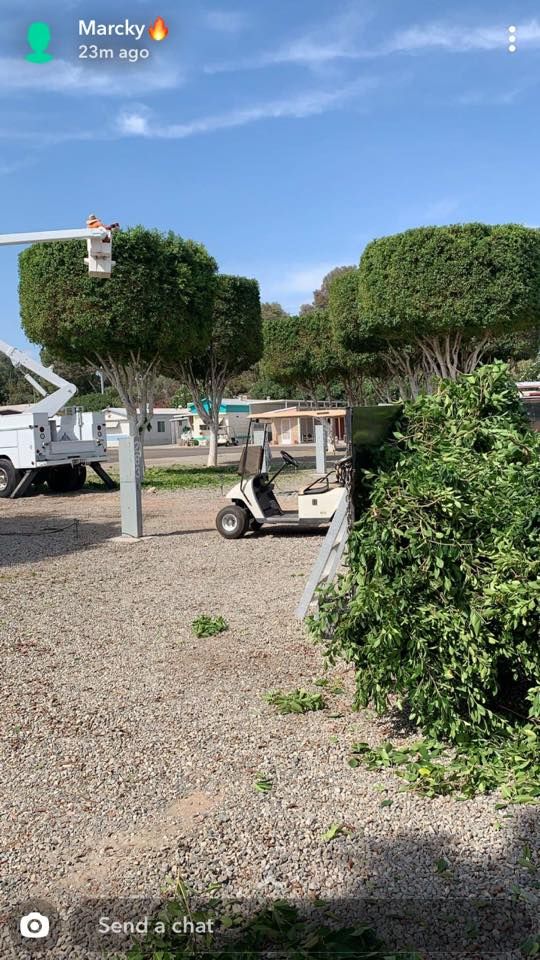 Tree Trimming for Yuma Palms & Tree Service in Yuma, AZ