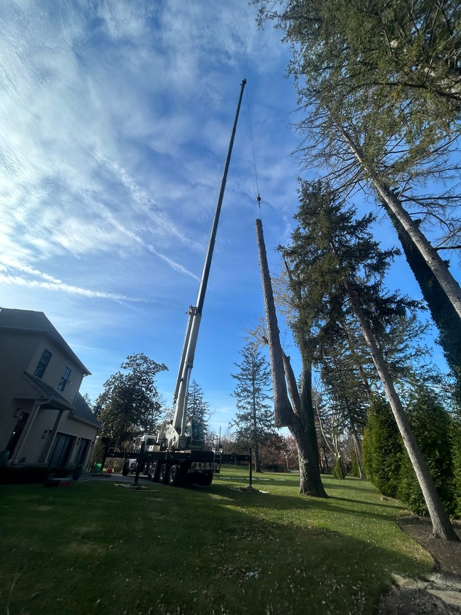 Tree Trimming for Hingewood Tree Service in Salem, NJ