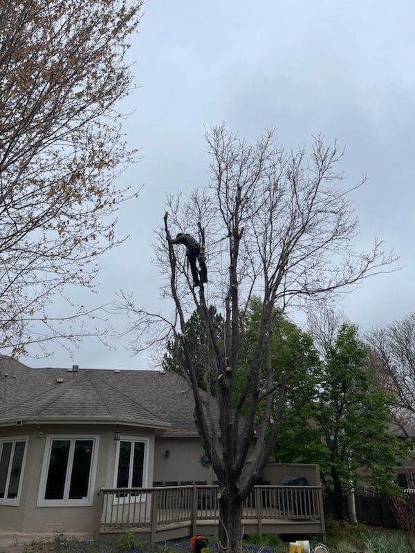 Tree Climbing for Graham’s Tree Services in Pierce, CO