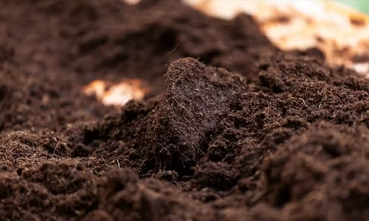 Weed Control & Fertilization for Landscape Legends in Roanoke, TX