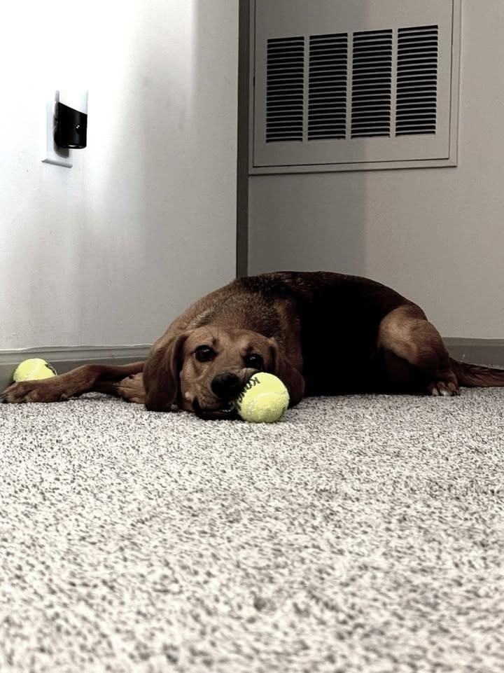 Napping for Good Boys LLC in Irondequoit, NY