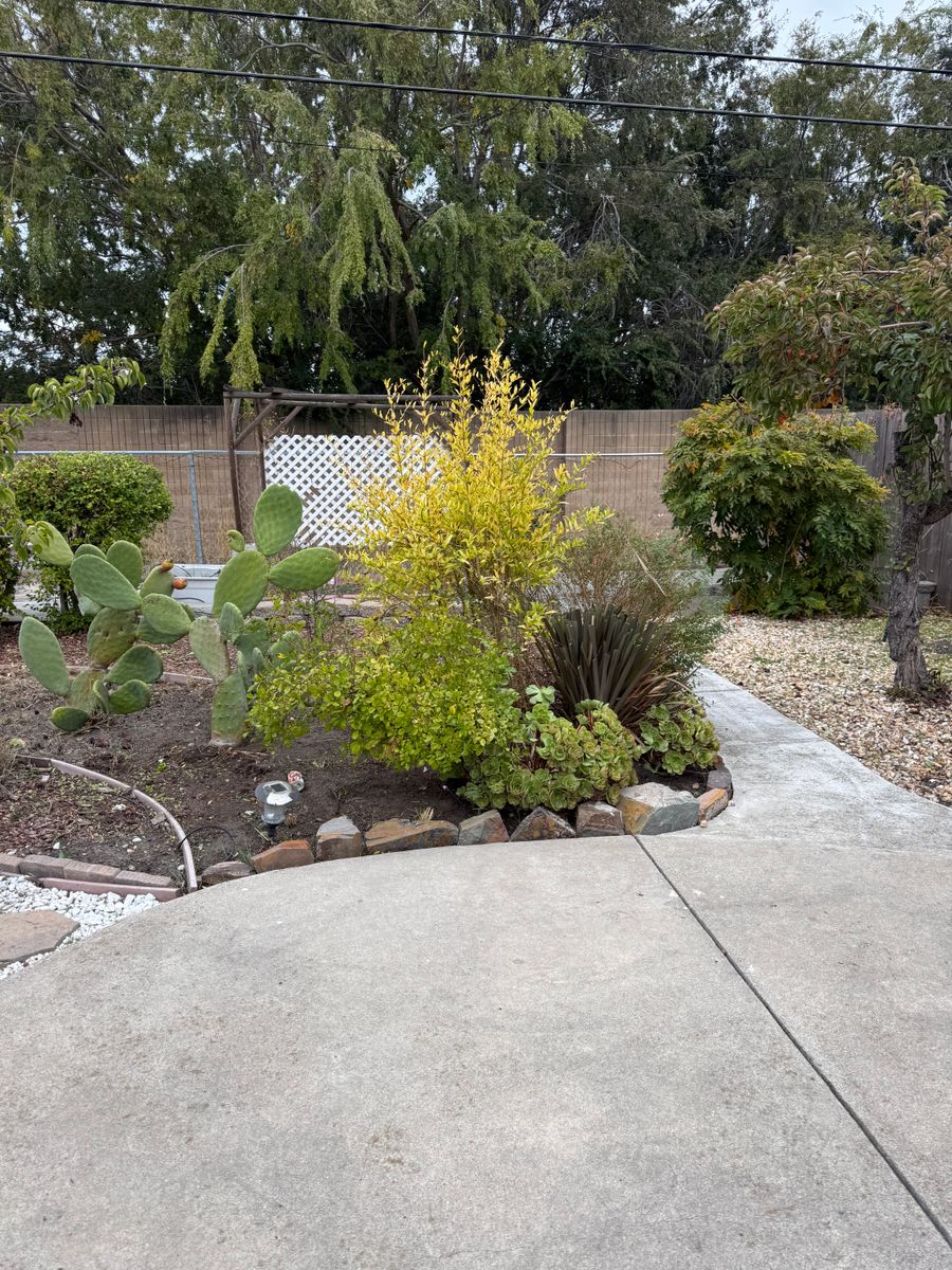 Shrub Trimming for CBA Landscaping in Hayward, CA