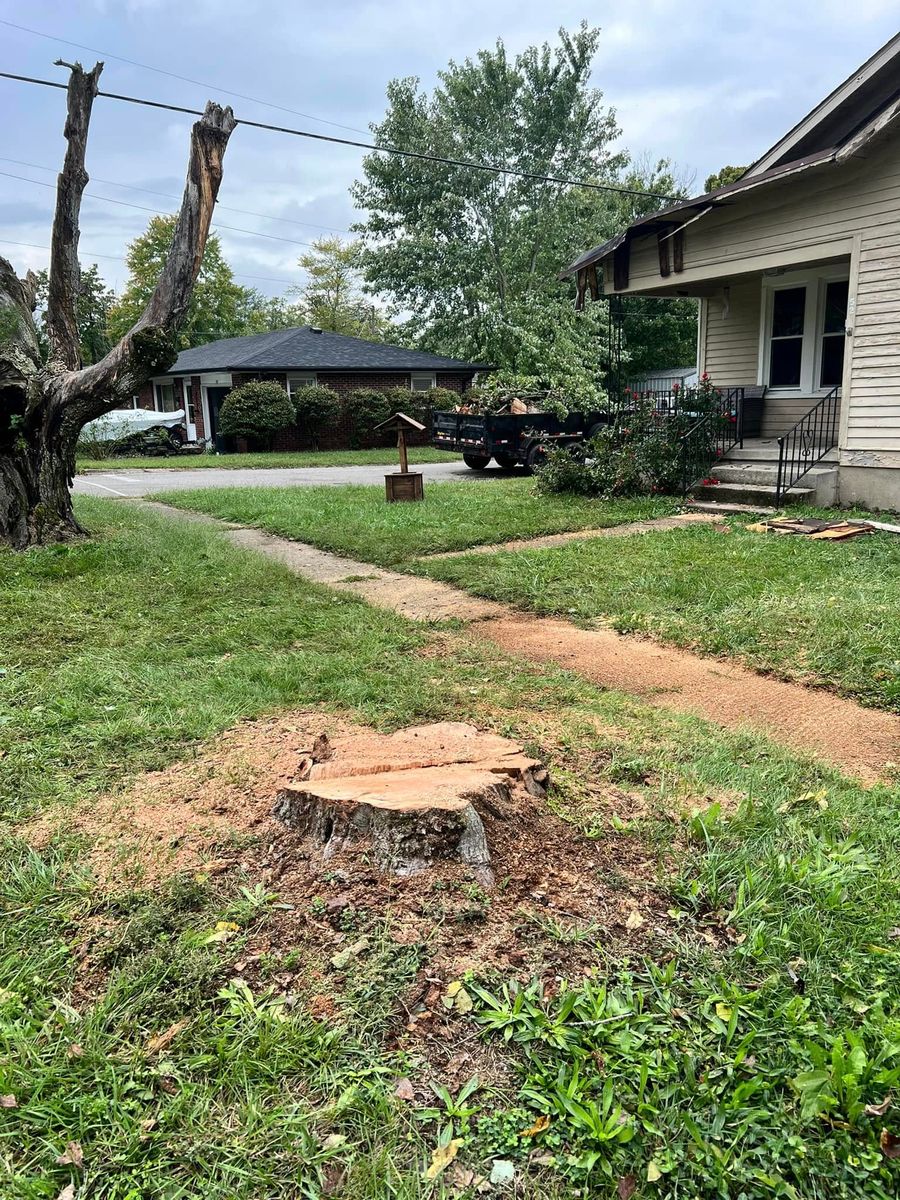 Tree Removal for Kadin’s Tree Service in North Vernon, IN
