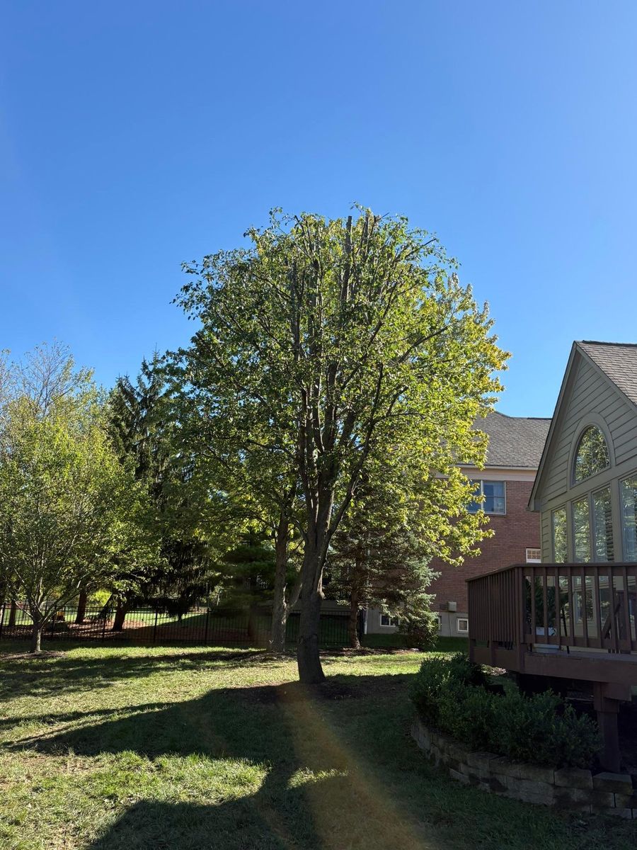 Tree Trimming for Dig-It Tree Company in Mason, OH