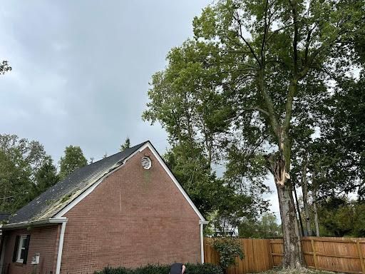 Tree Trimming for Dig-It Tree Company in Mason, OH