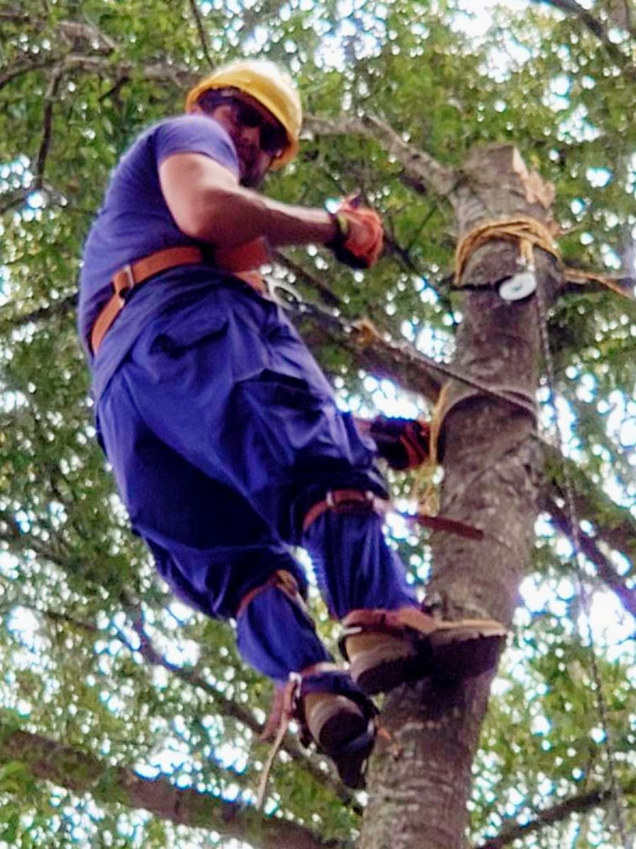 Tree Trimming for The Third Day Land Management Company  in Tampa,  FL