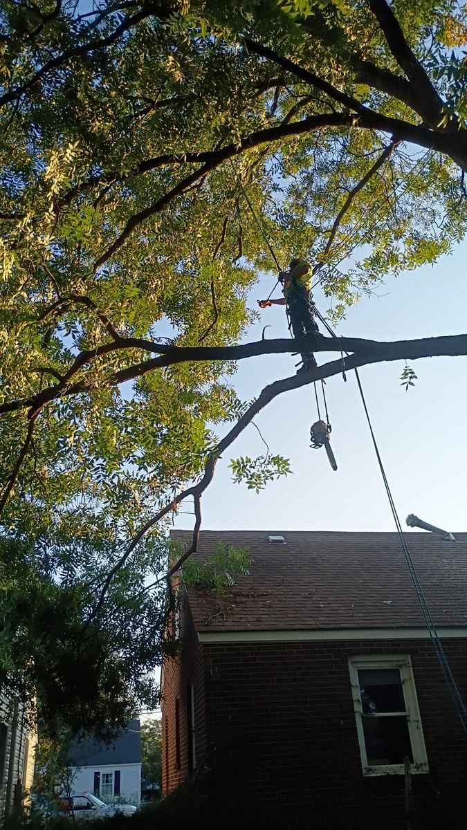 Tree Removal for Country Cutters Tree Service in Prince George, VA