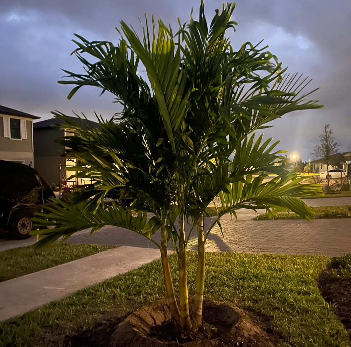 Palm and Trees for Plant World LLC in Cape Coral, FL