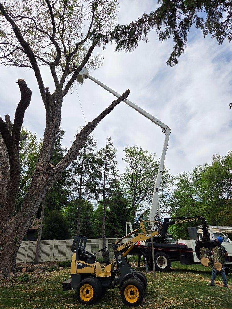 Tree Removal for O&O Tree Service in Rockford, IL