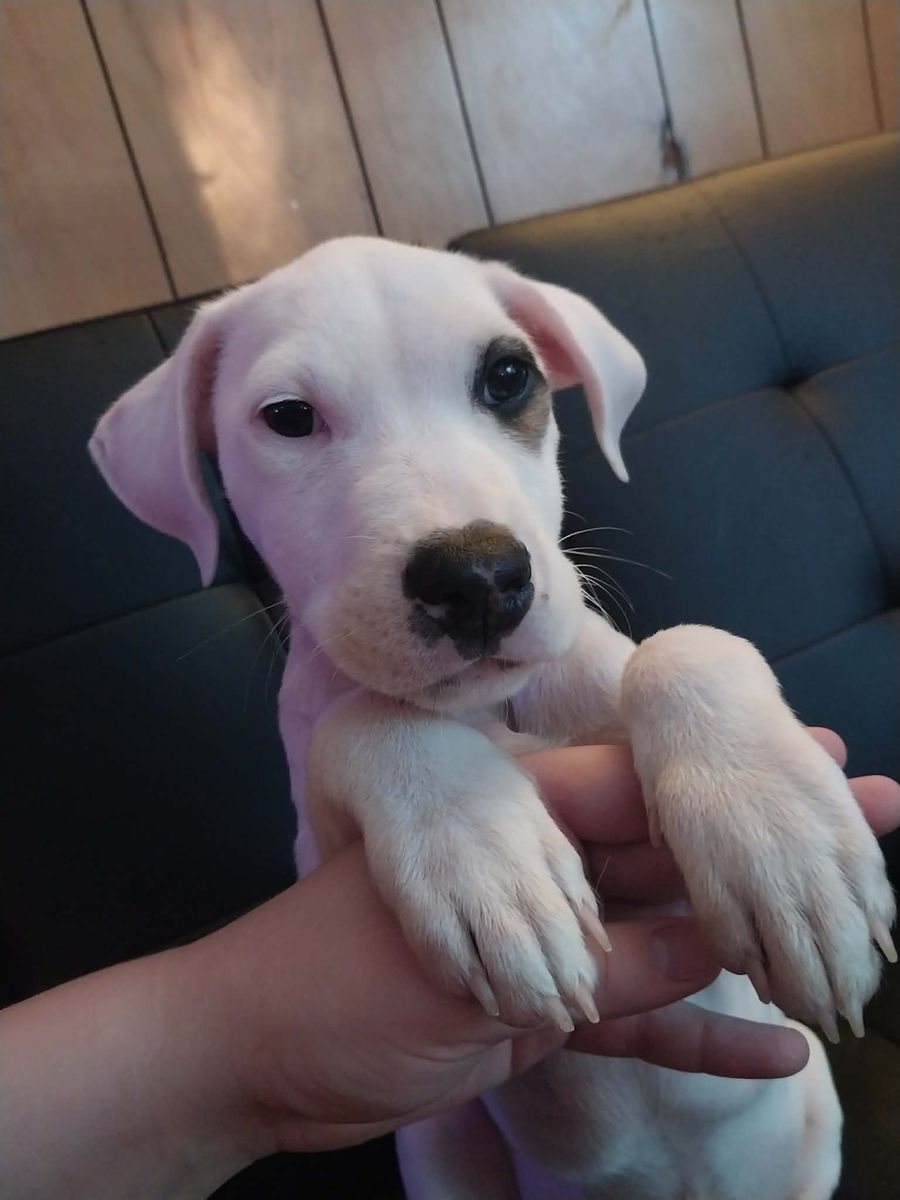 Salty for Sullivan Sanctuary of Maine in Brunswick, ME