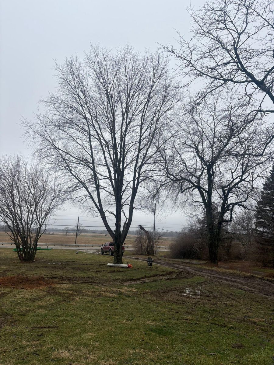 Fall Clean Up for Dig-It Tree Company in Mason, OH