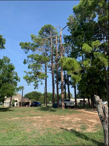 Tree Removal & Trimming for Teague Trees & Landscaping in Rendon, TX