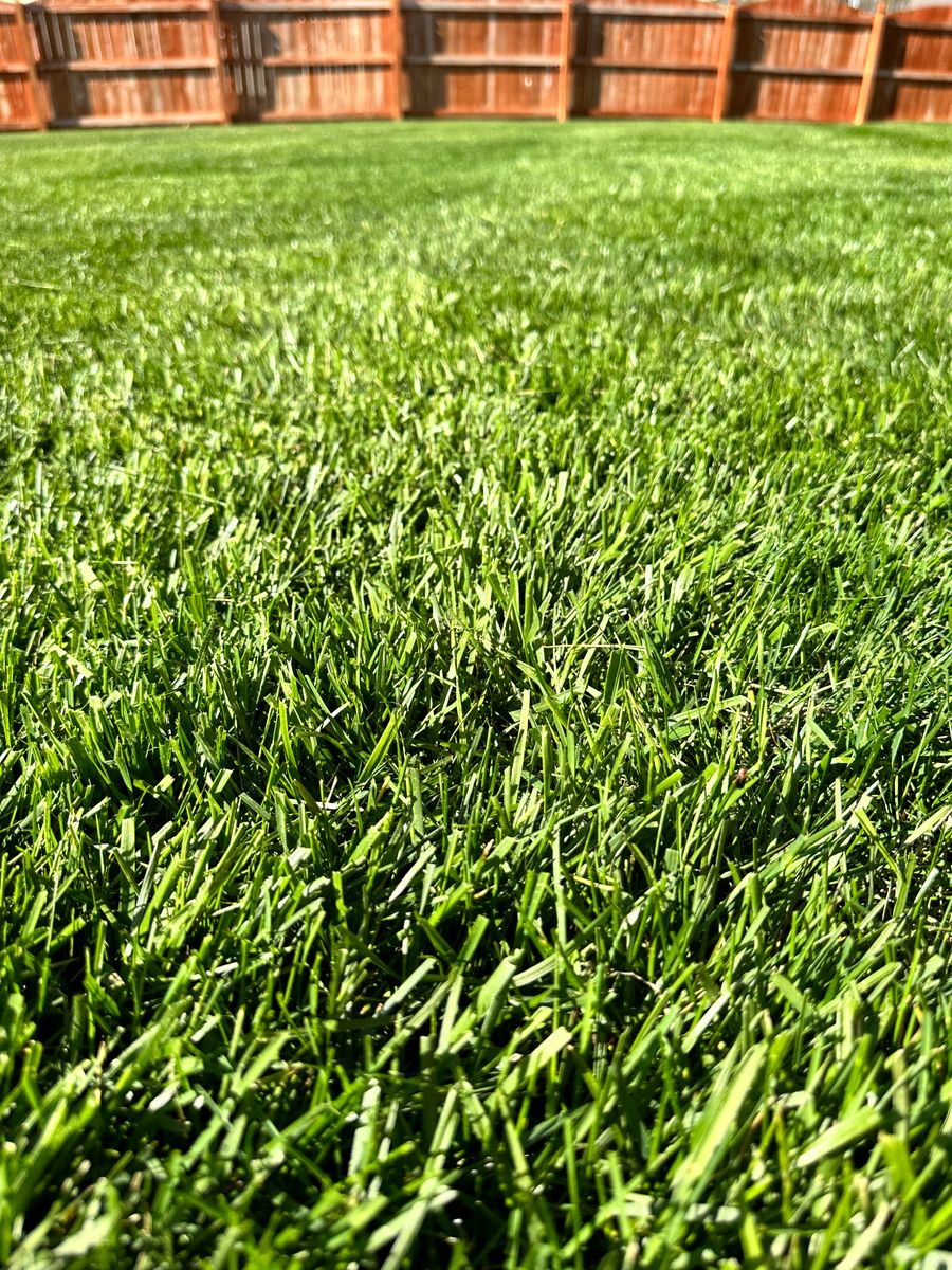Fall Seeding for Fenix Lawn Care in Cookeville, TN