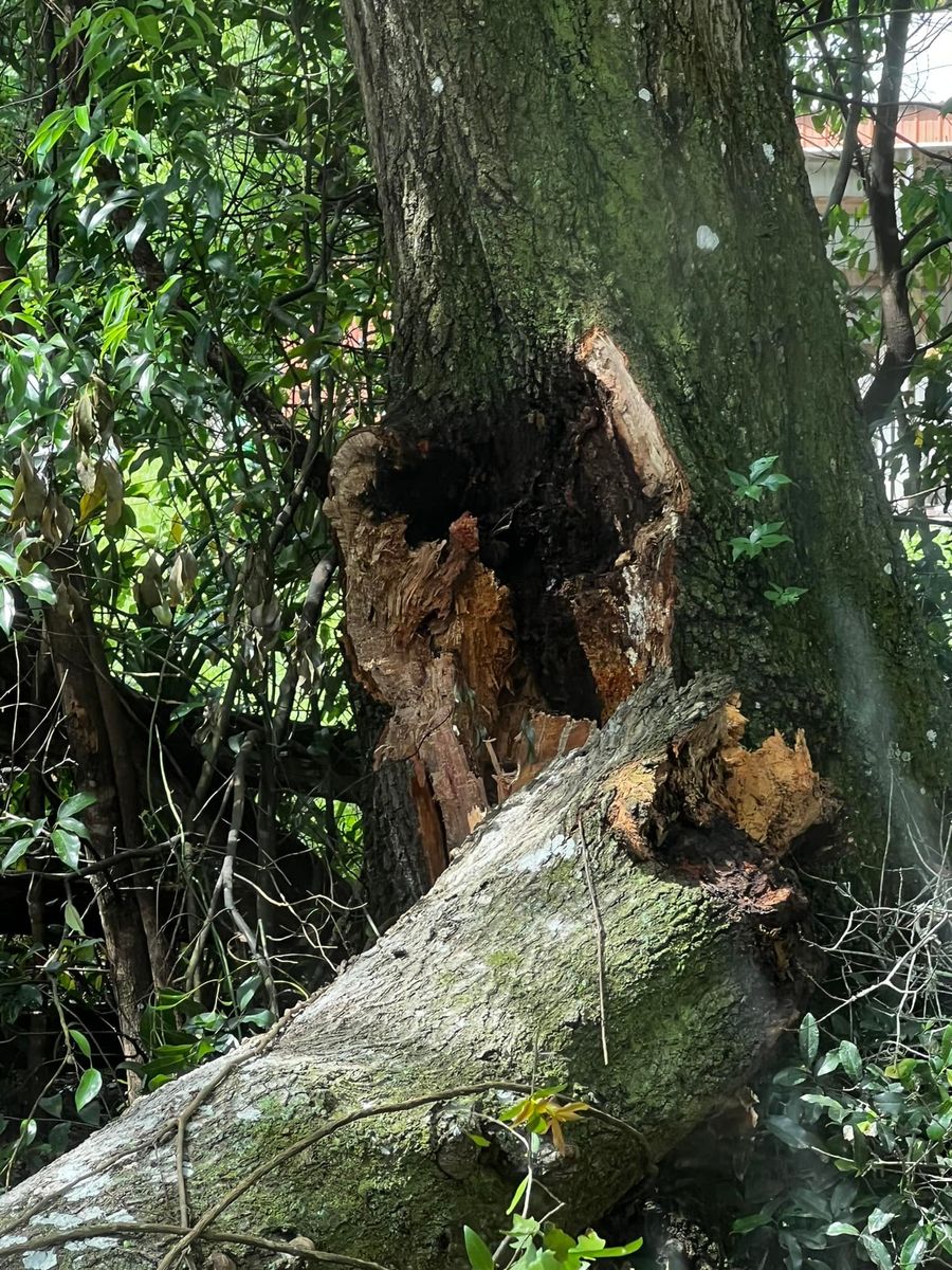 Forestry Mulching for Daniel Hickey’s Tree Service in DeLand, FL