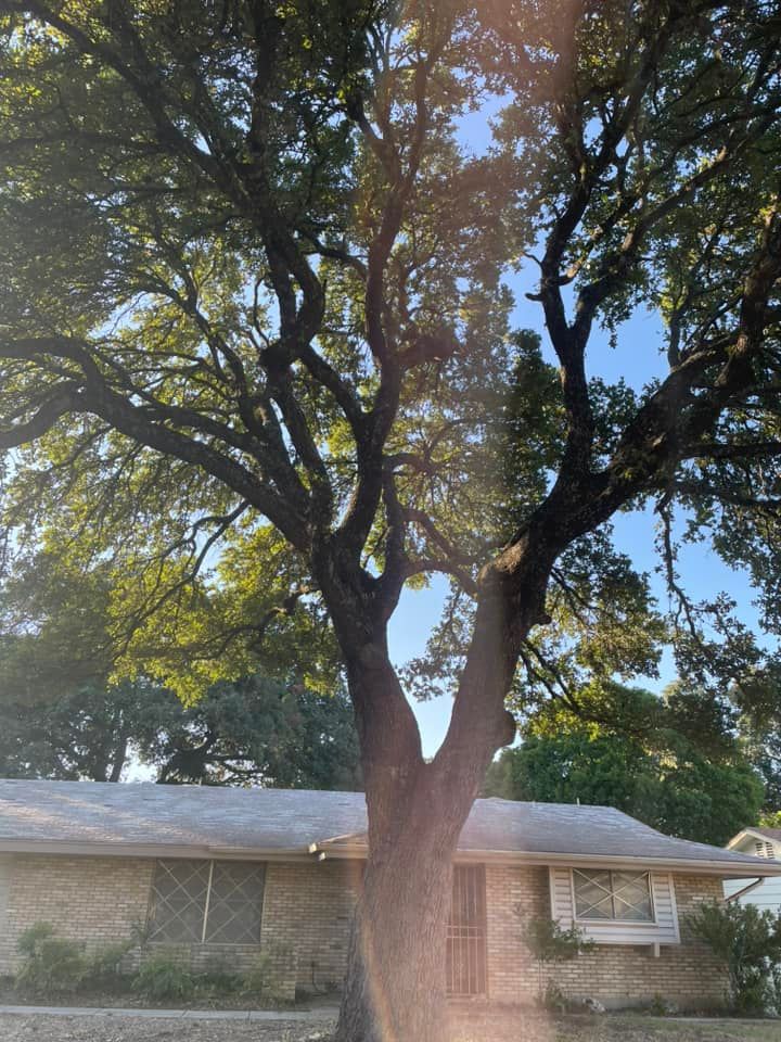 Tree Trimming for Z’s Trees LLC in Grey Forest, TX