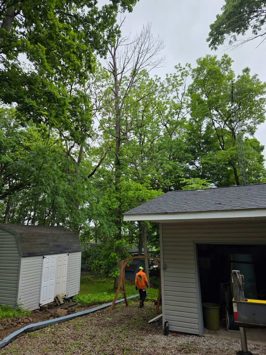 Tree Removal for Advanced Tree Solutions in Rockville, IN