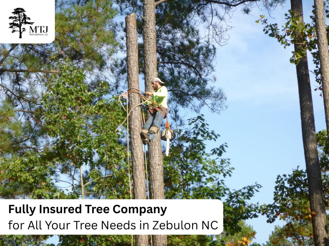 Tree Trimming for MTJ Tree Removal LLC in Zebulon, NC