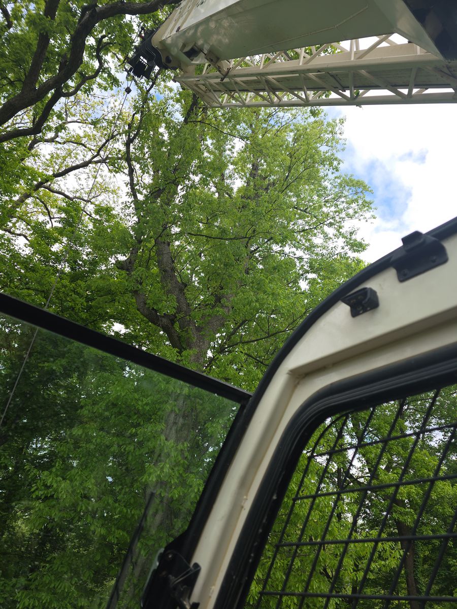 Tree Removal for Advanced Tree Solutions in Rockville, IN